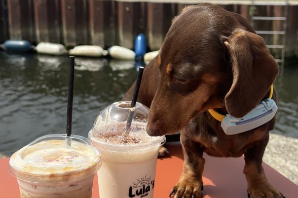 Lula's Coffee Opens at Club Casita: Christchurch's New Riverside Coffee Spot