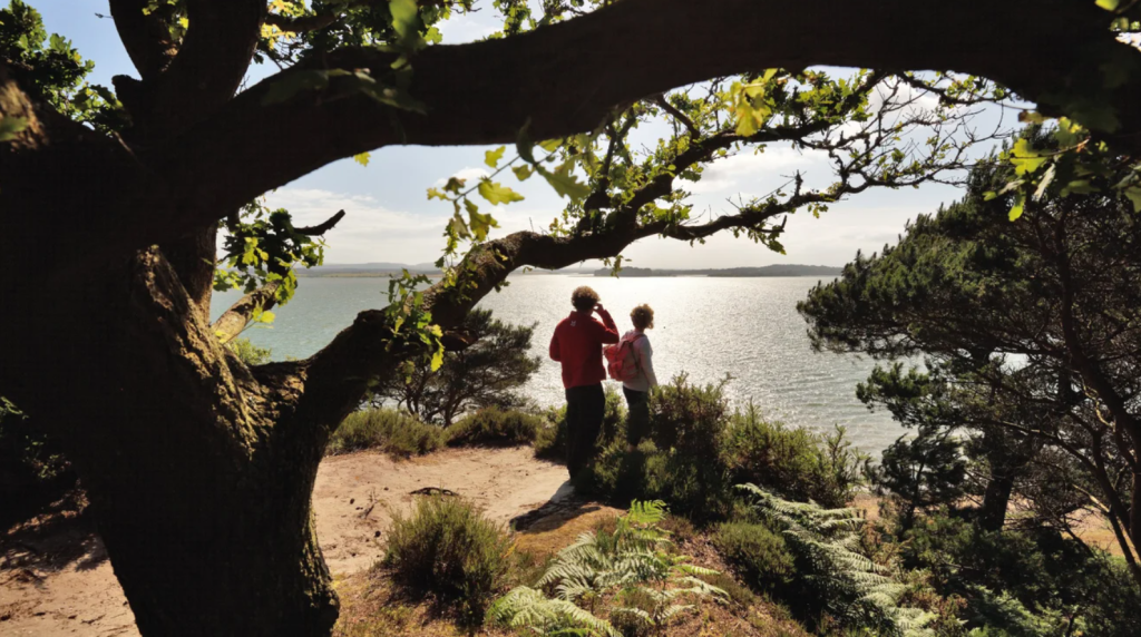 Brownsea Island Dorset - The Ultimate Guide