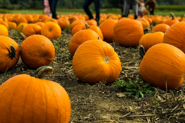Halloween Events in Bournemouth 2026: Family Activities, Parties and Spooky Things to Do