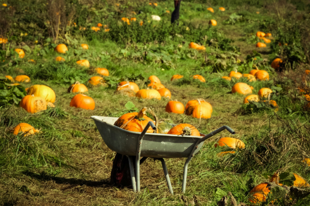 Halloween Events in Bournemouth 2026: Family Activities, Parties and Spooky Things to Do