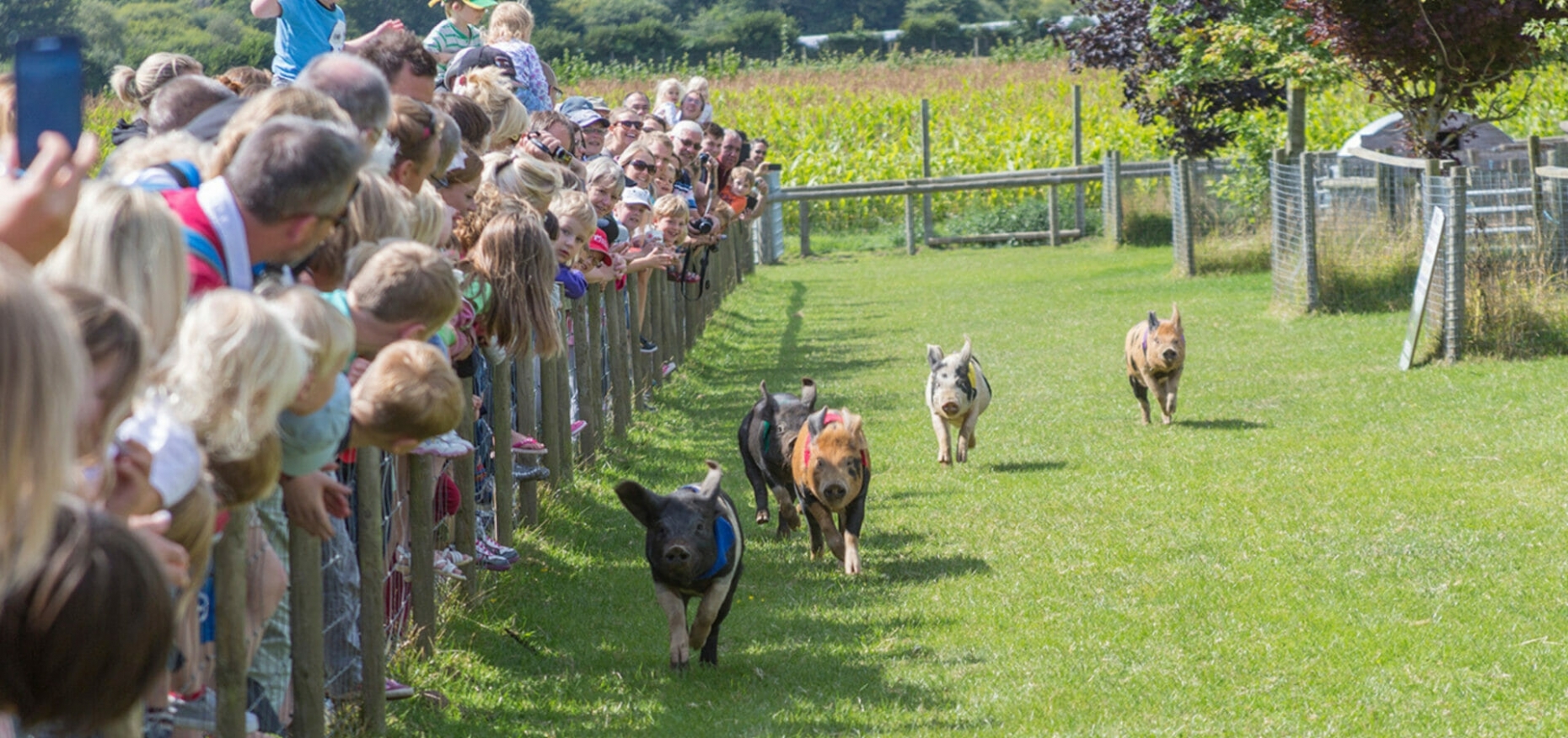 Guide to Family Attractions in Dorset