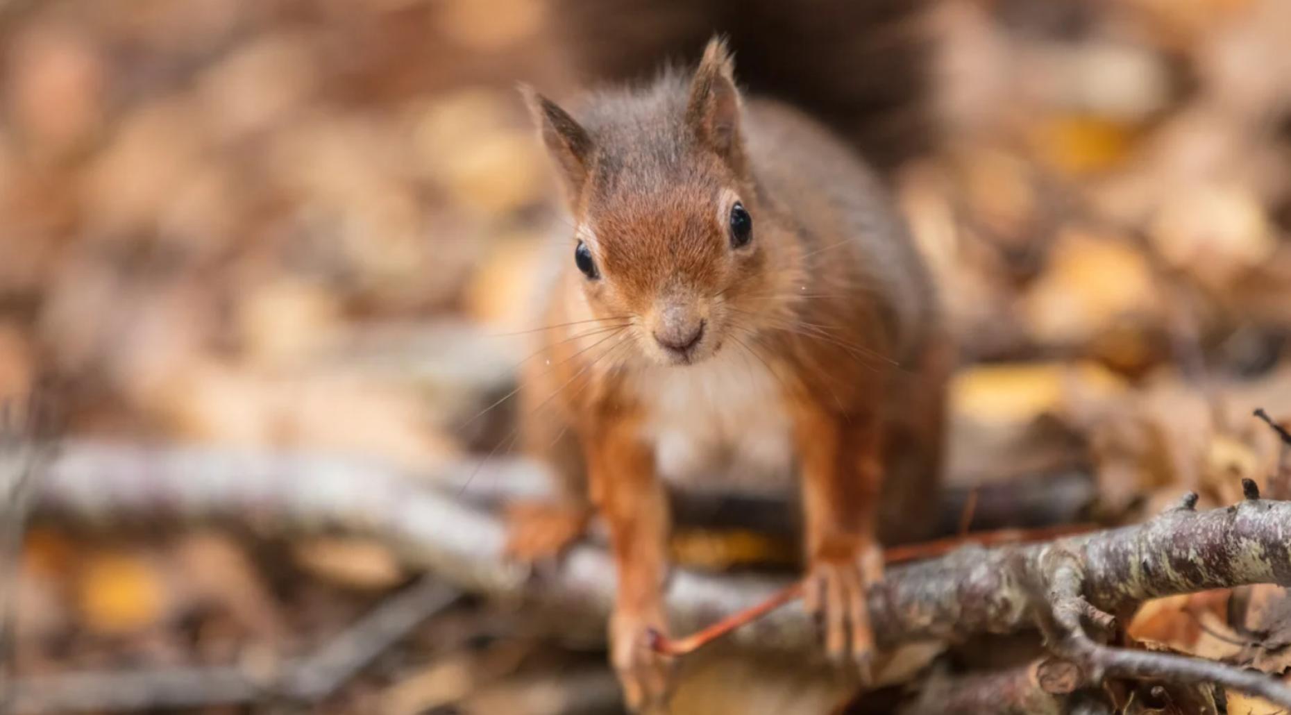 Exploring Brownsea Island: A National Trust Adventure