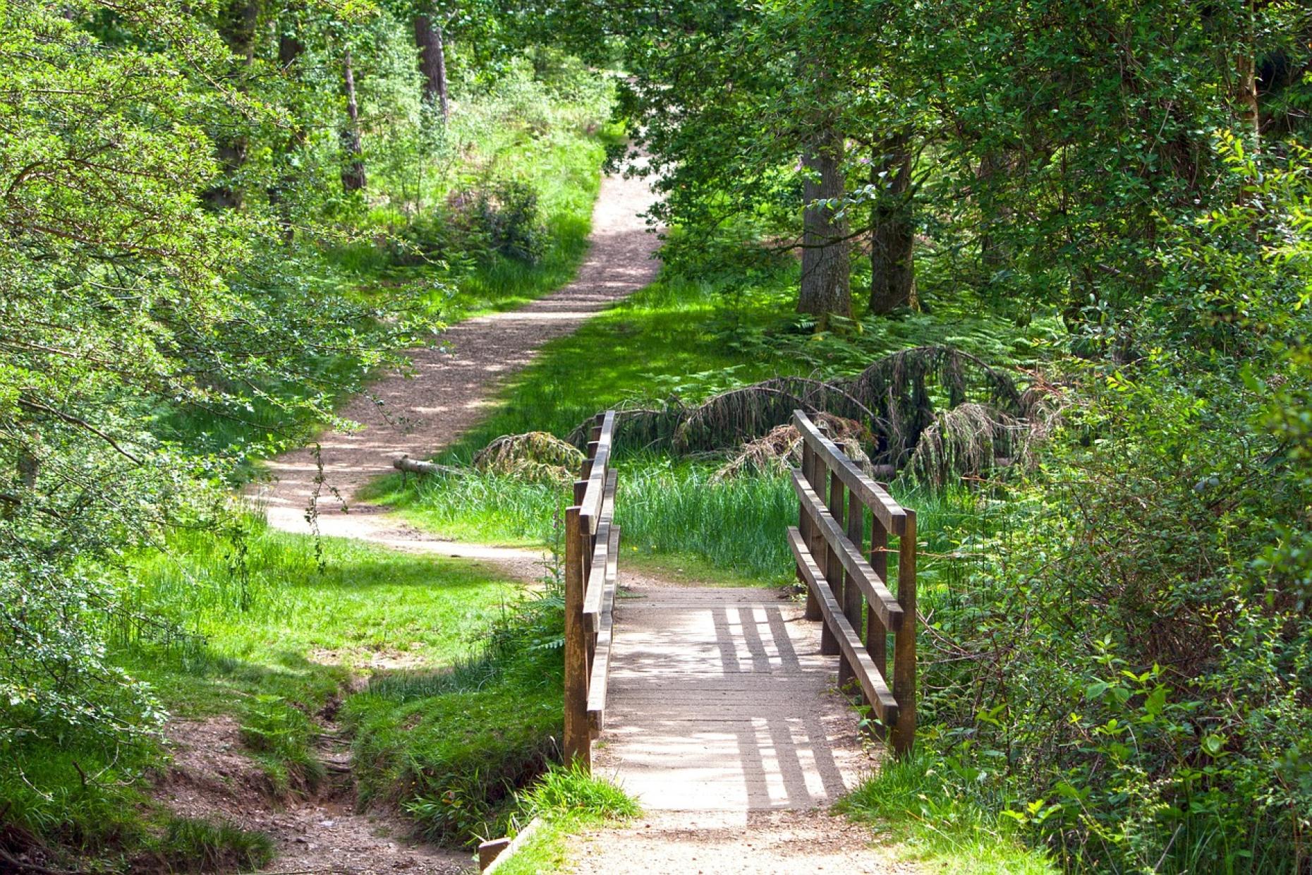 Exploring the New Forest