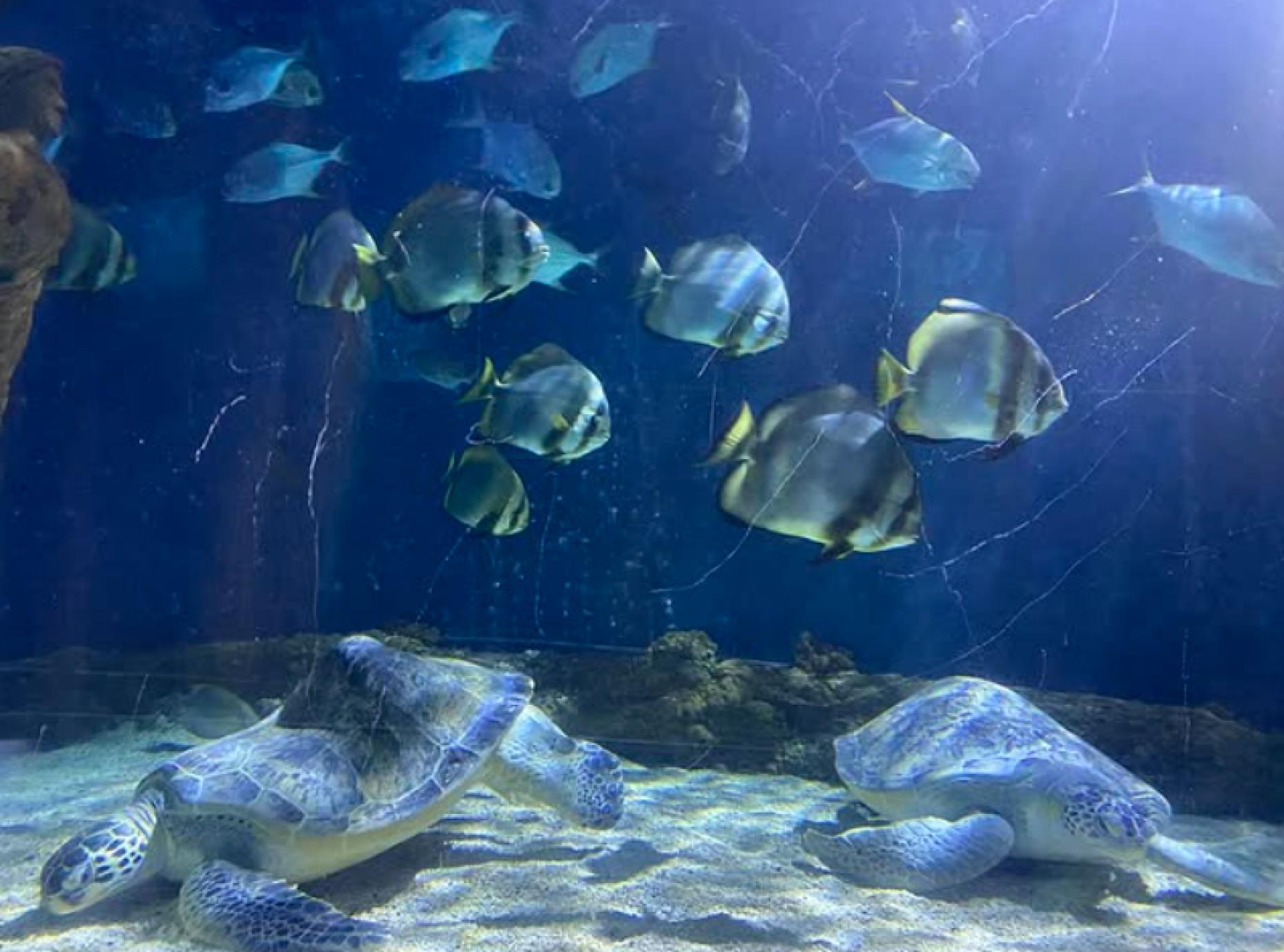 Weymouth SEA LIFE Adventure Park: Complete Visitor Guide