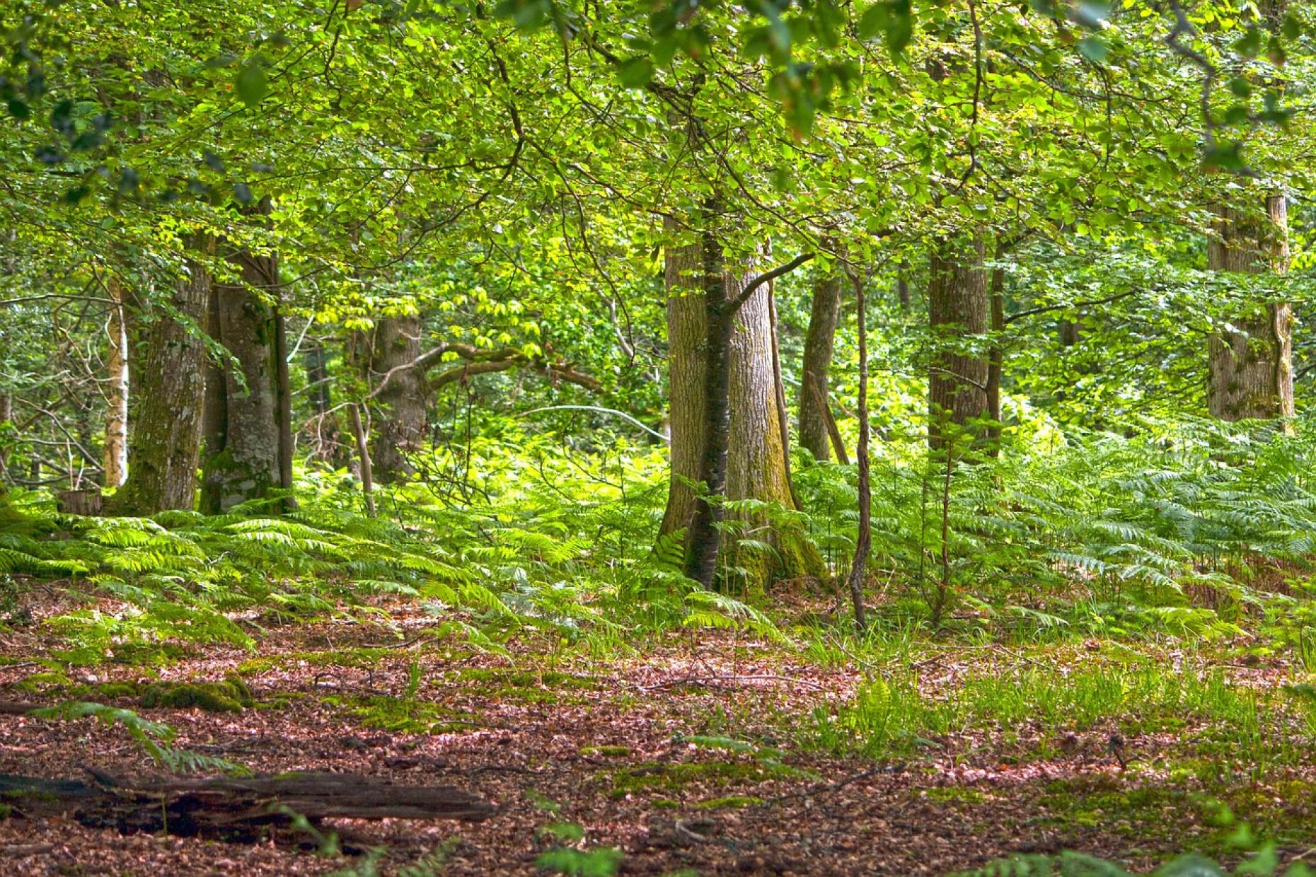 Exploring the New Forest
