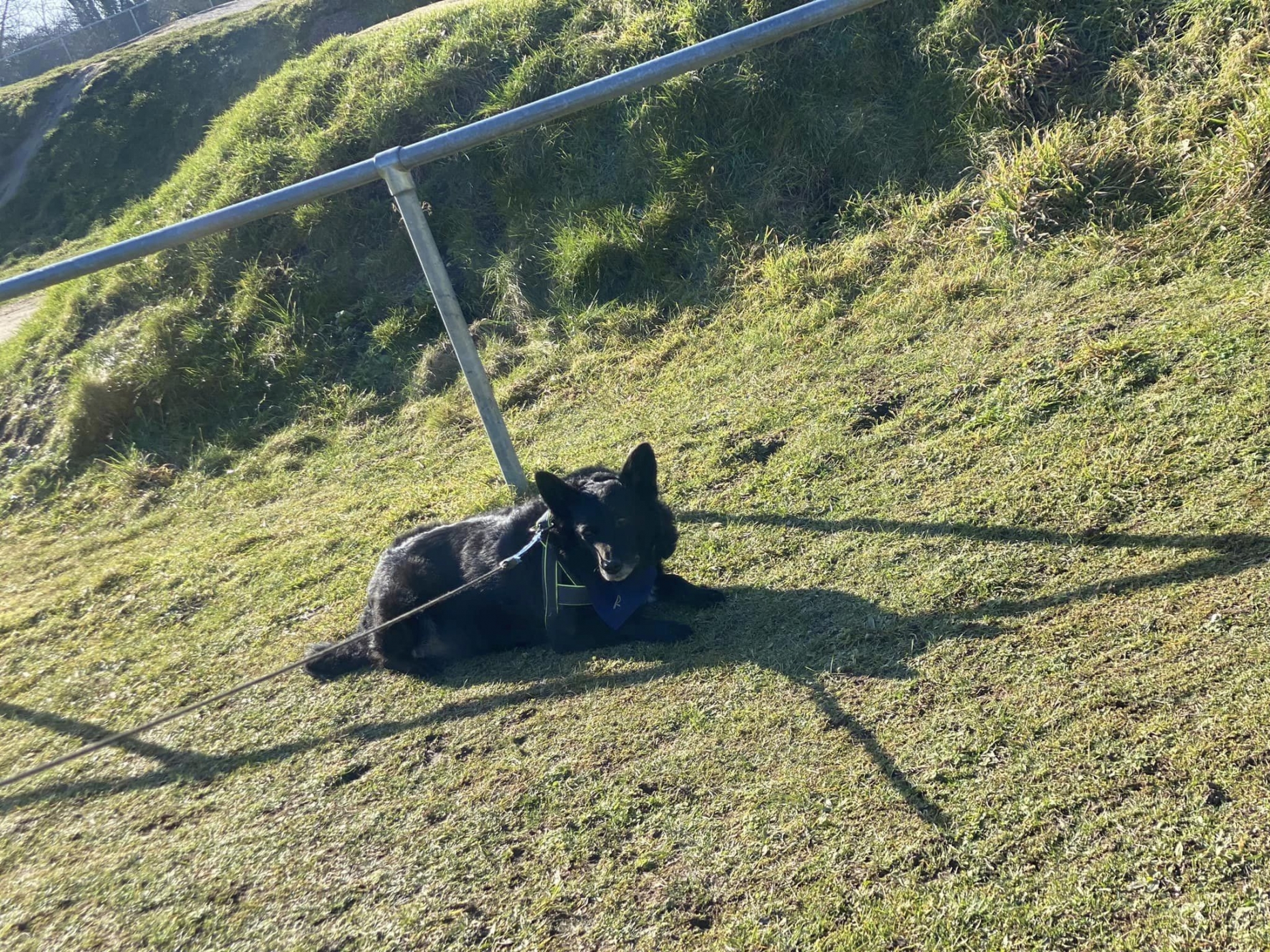 Find Local: Pet Care Services, Dog Walking and Pet Sitting in Southbourne