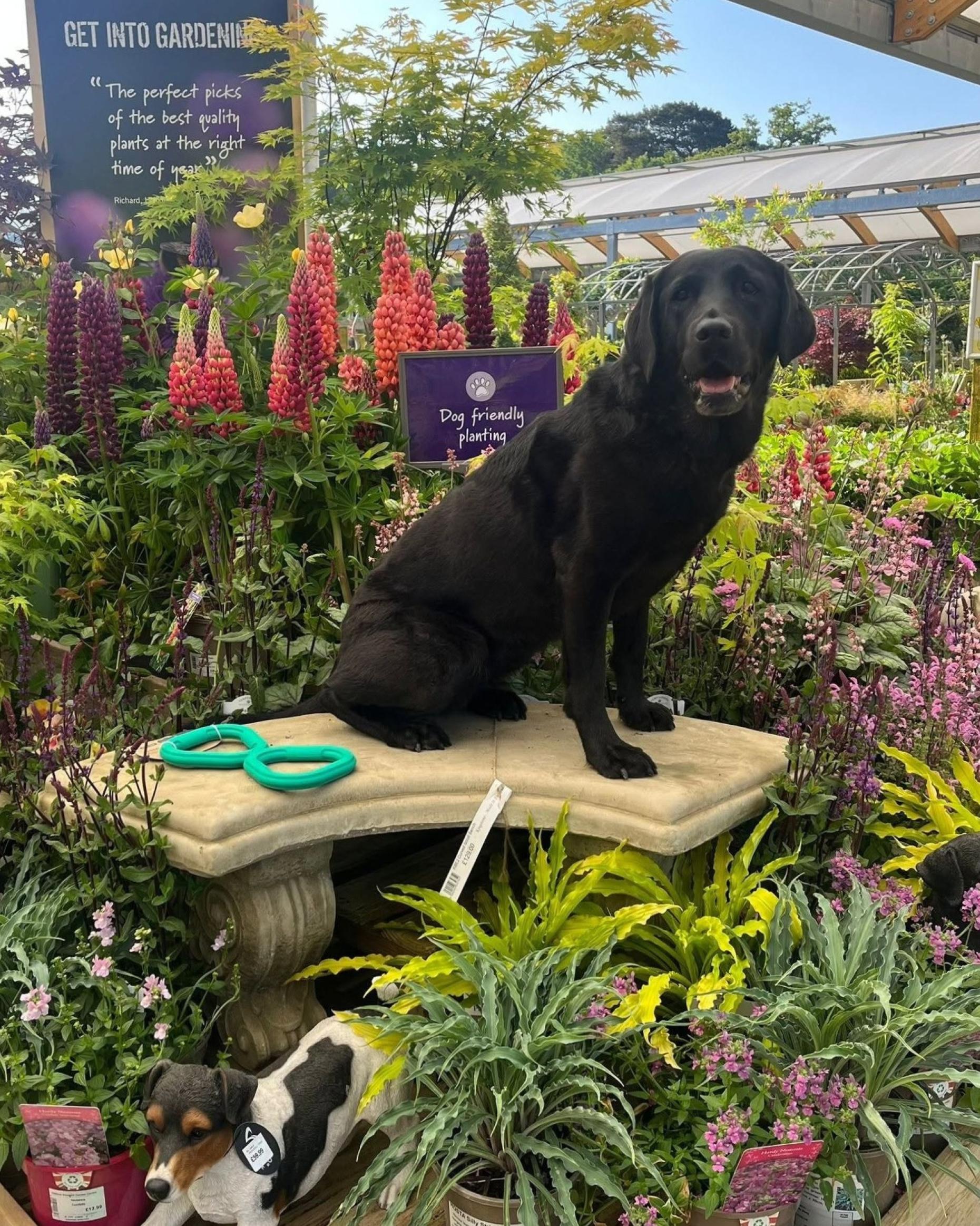 Cottage Gardens Are Back... And They’re Perfect for Dorset Homes