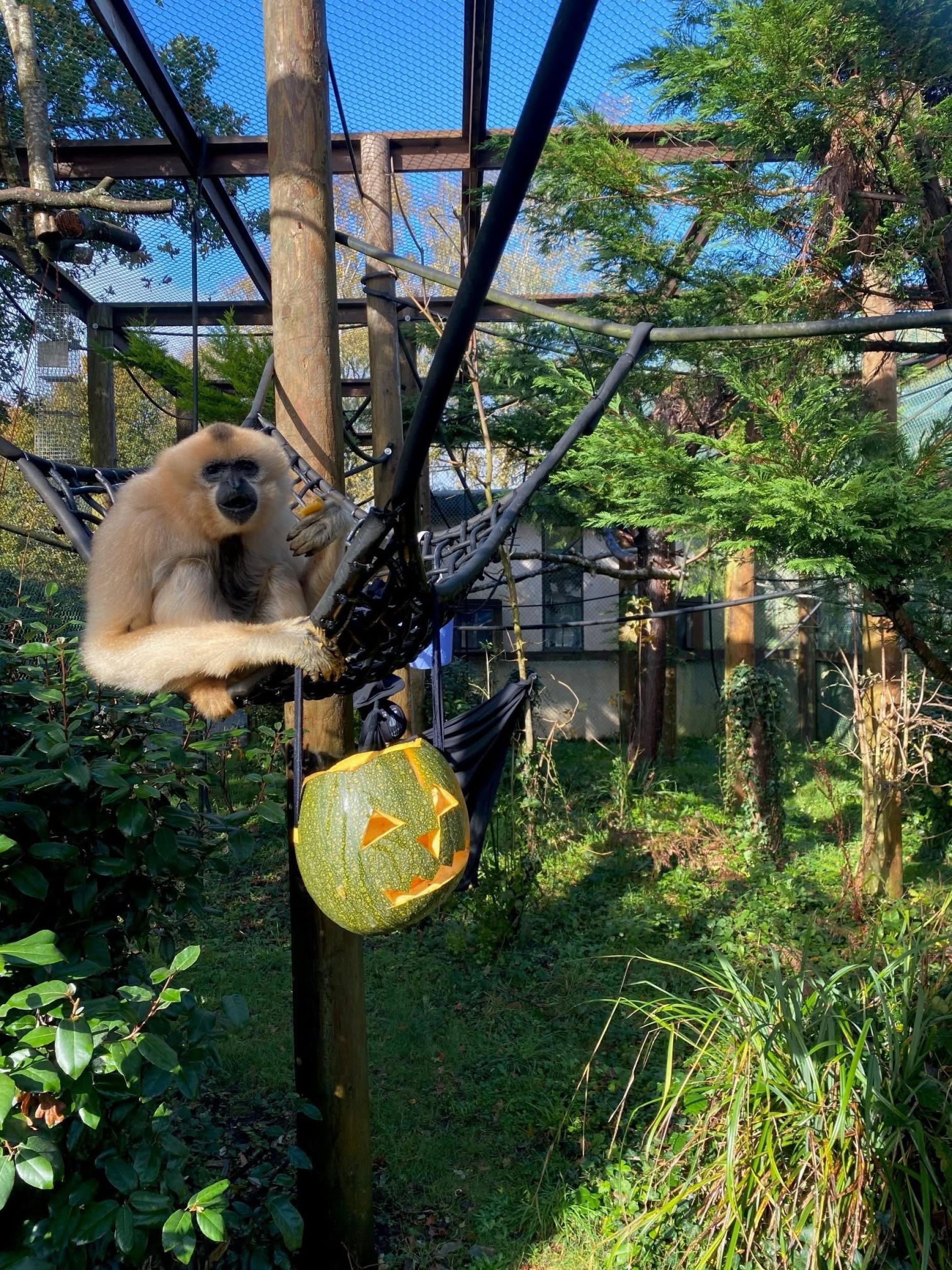 Monkey World - Dorset's Award-Winning, Primate Rescue Centre