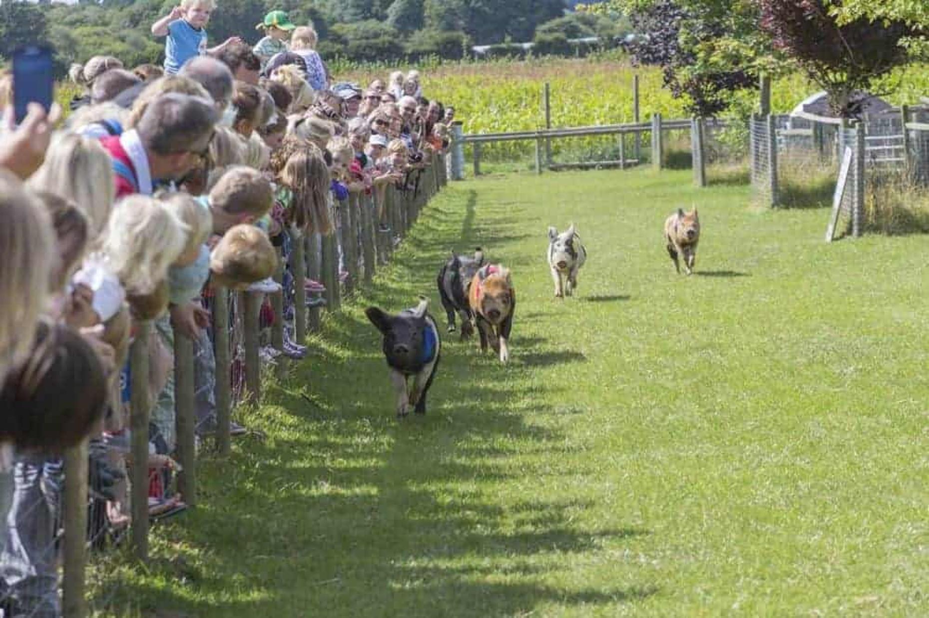 Farmer Palmer's Farm Park | Visitor Guide