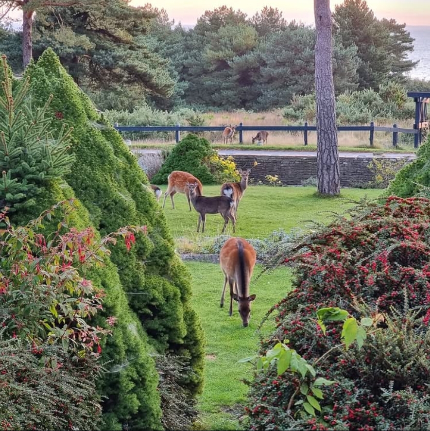 Enjoy the Best of Wildlife & Nature in Dorset