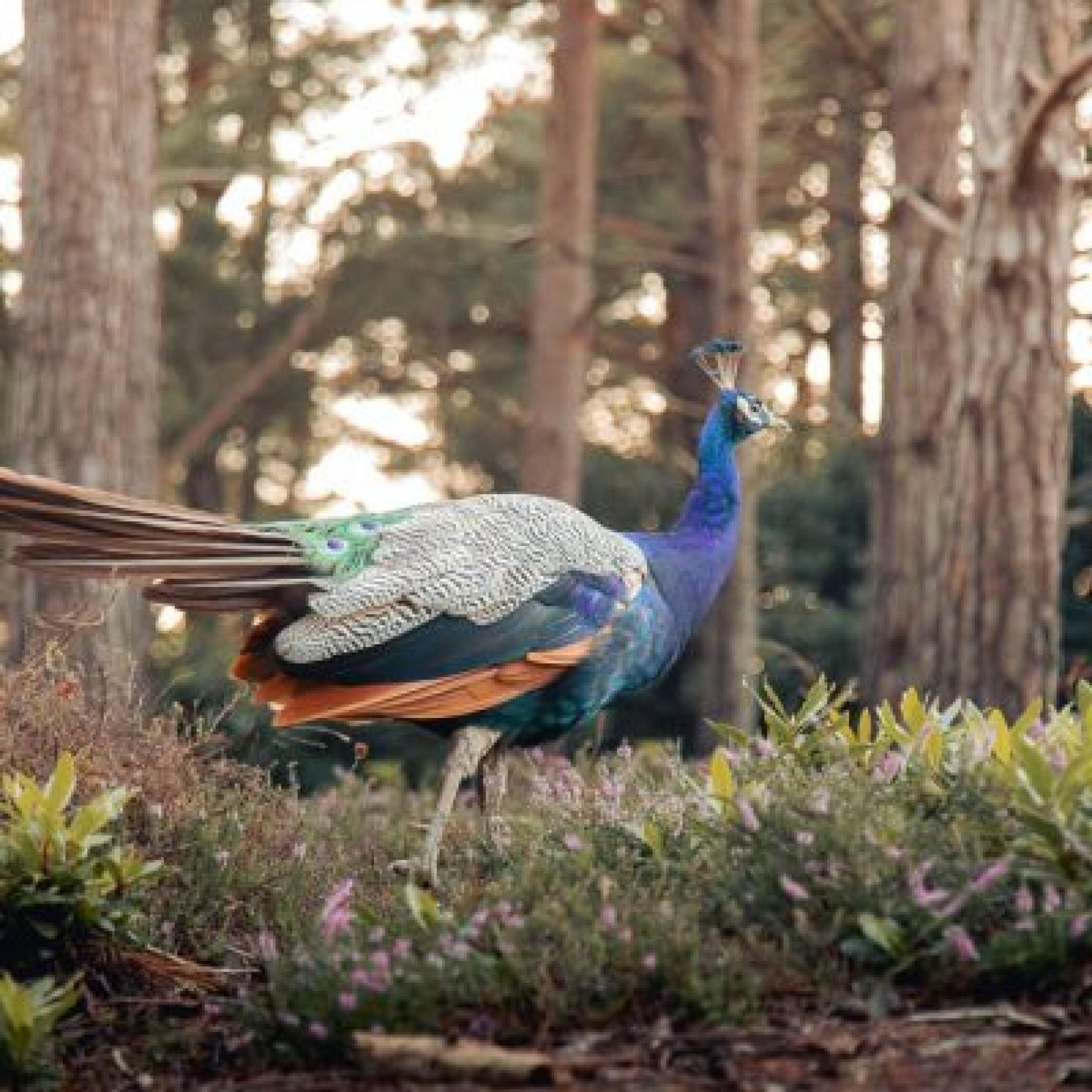Visiting The Blue Pool Nature Reserve & Tearooms: Discovering Dorset’s Most Surreal Nature Reserve