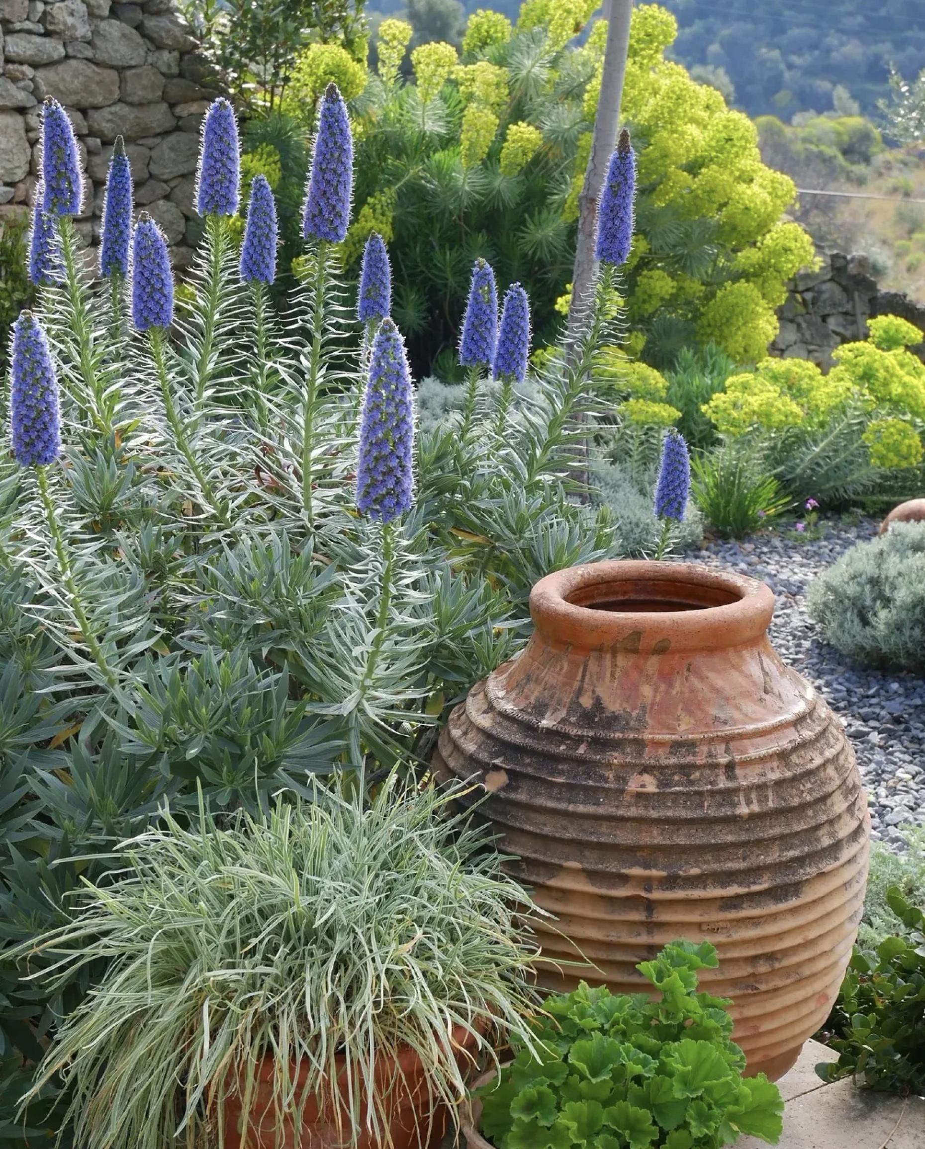 Mediterranean Style: The Latest Garden Trend We Love in Bournemouth