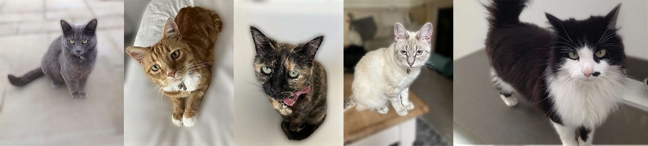 Find Local: Pet Care Services, Dog Walking and Pet Sitting in Southbourne