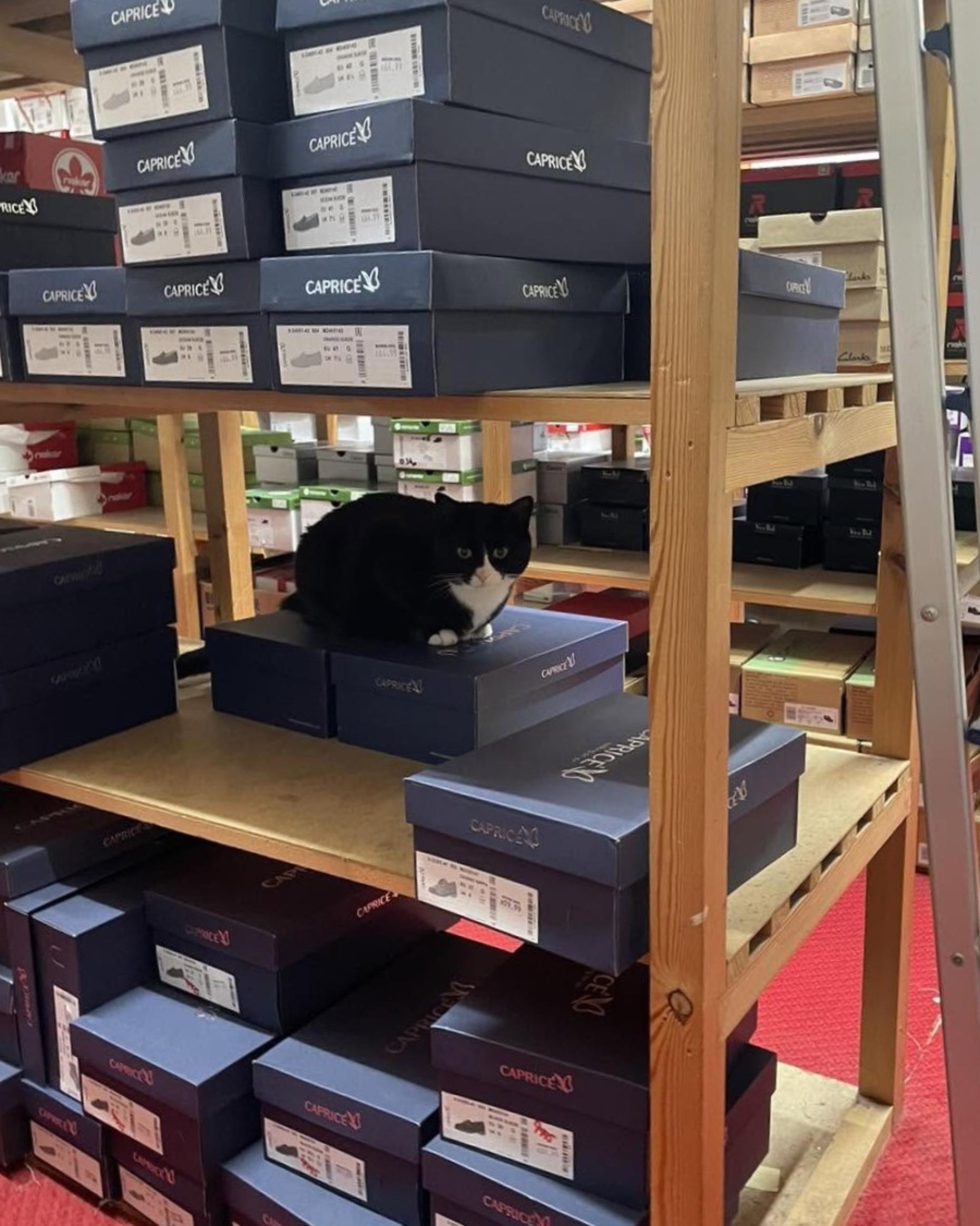 Matthews Shoes: Family-run Independent Shoe Shop in Christchurch