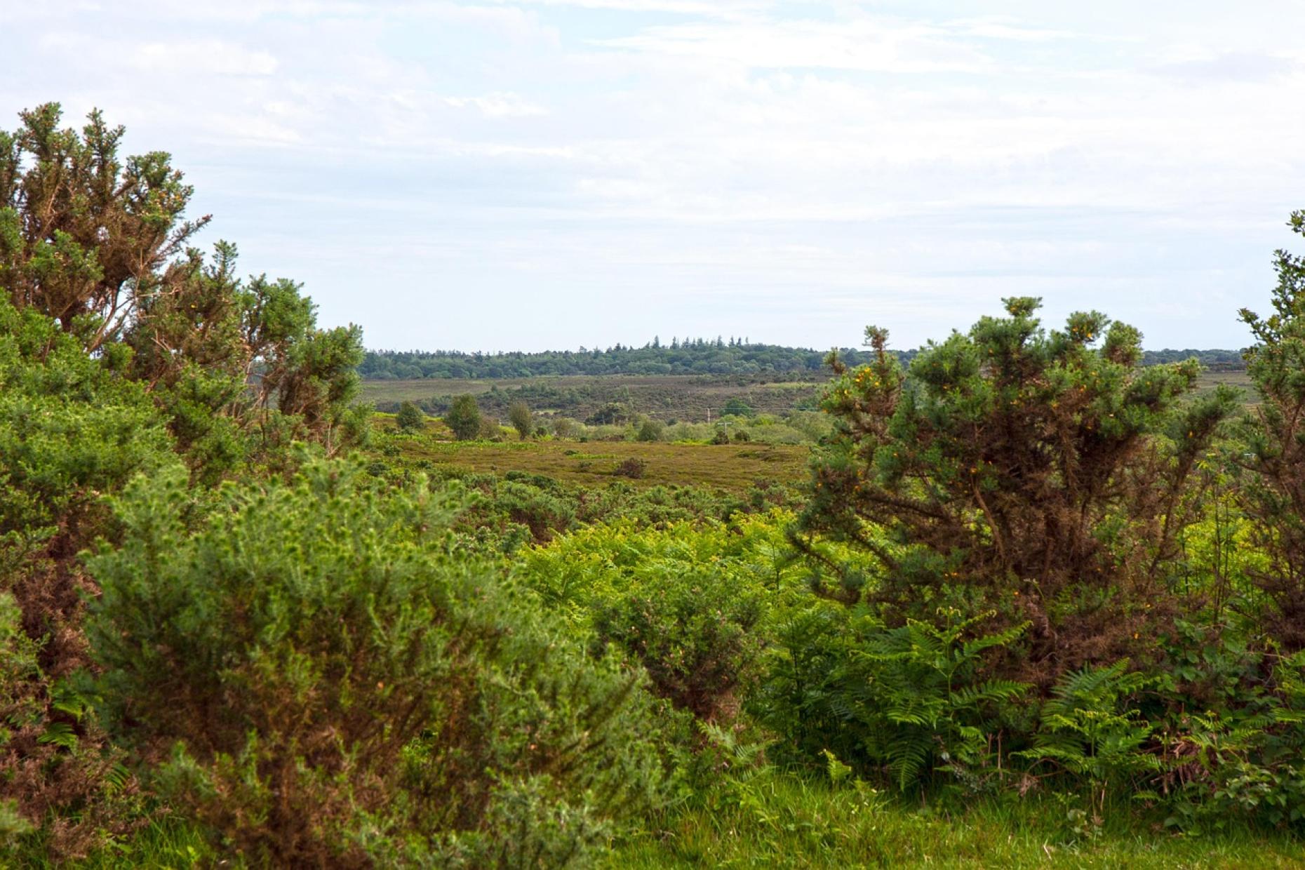 Exploring the New Forest