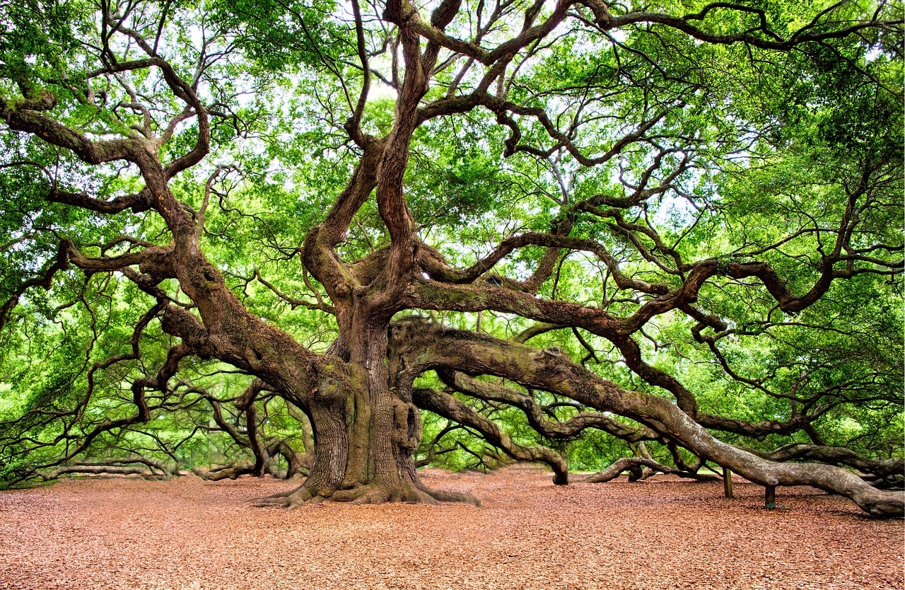 Dorset List: Find Tree Surgeons in Dorset