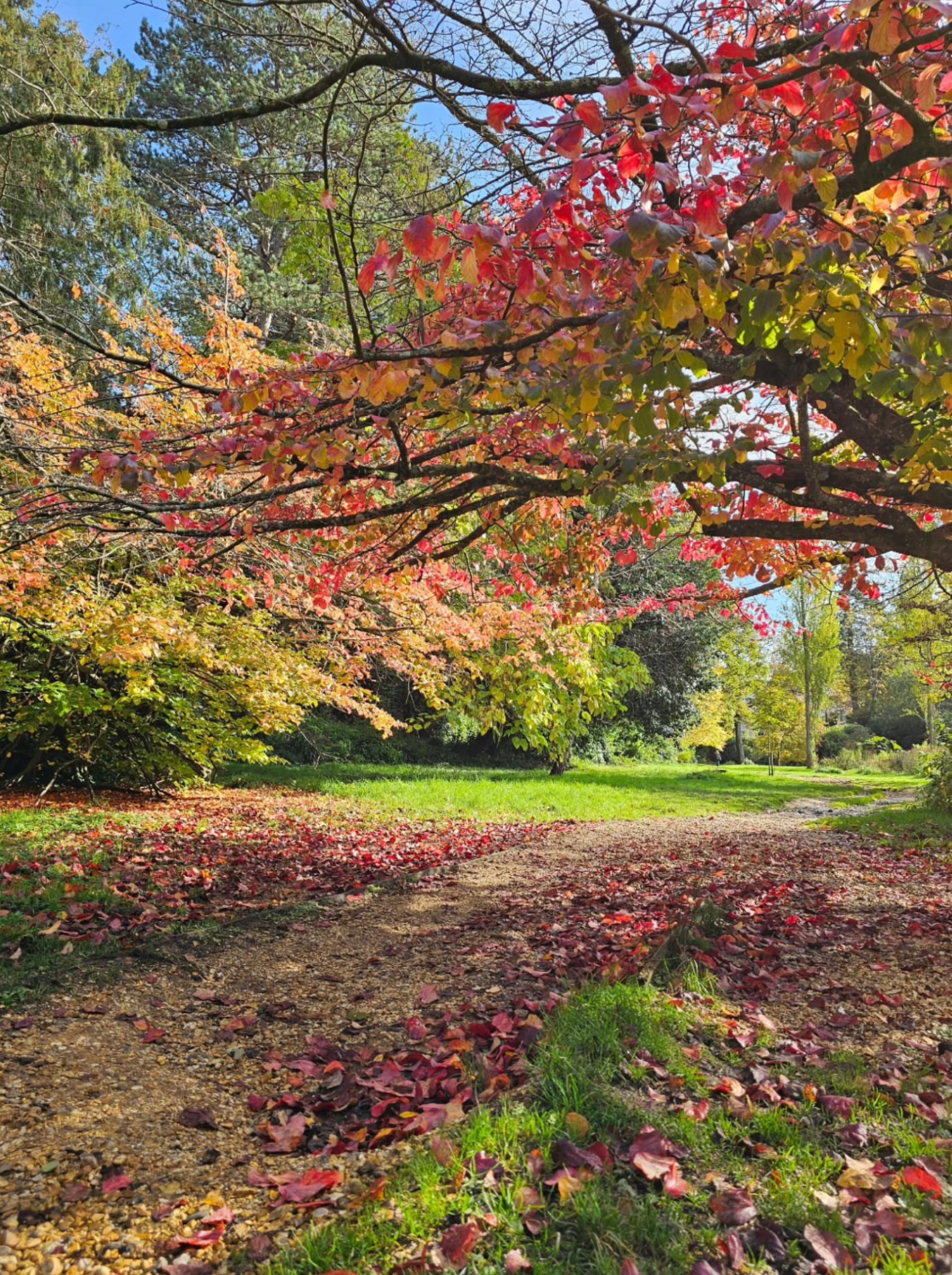 Colourful Autumn Walks in Westbourne