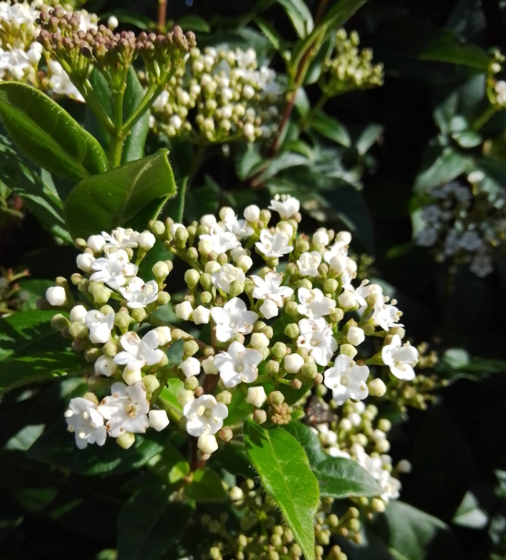 Find Local: Gardeners and Garden Maintenance in Southbourne
