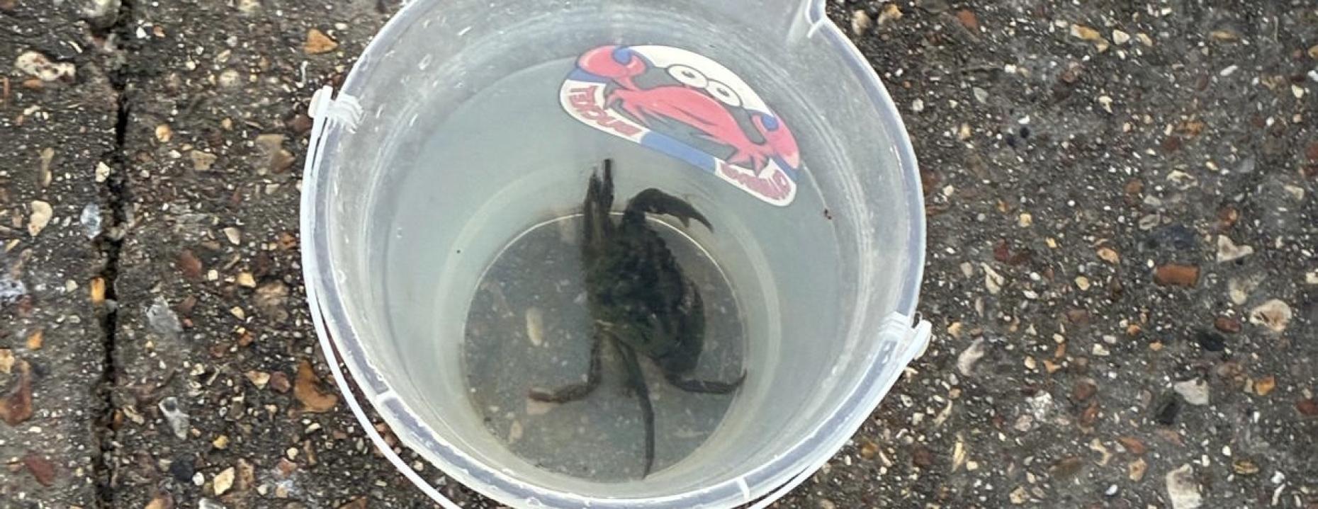 Crabbing at Mudeford Quay