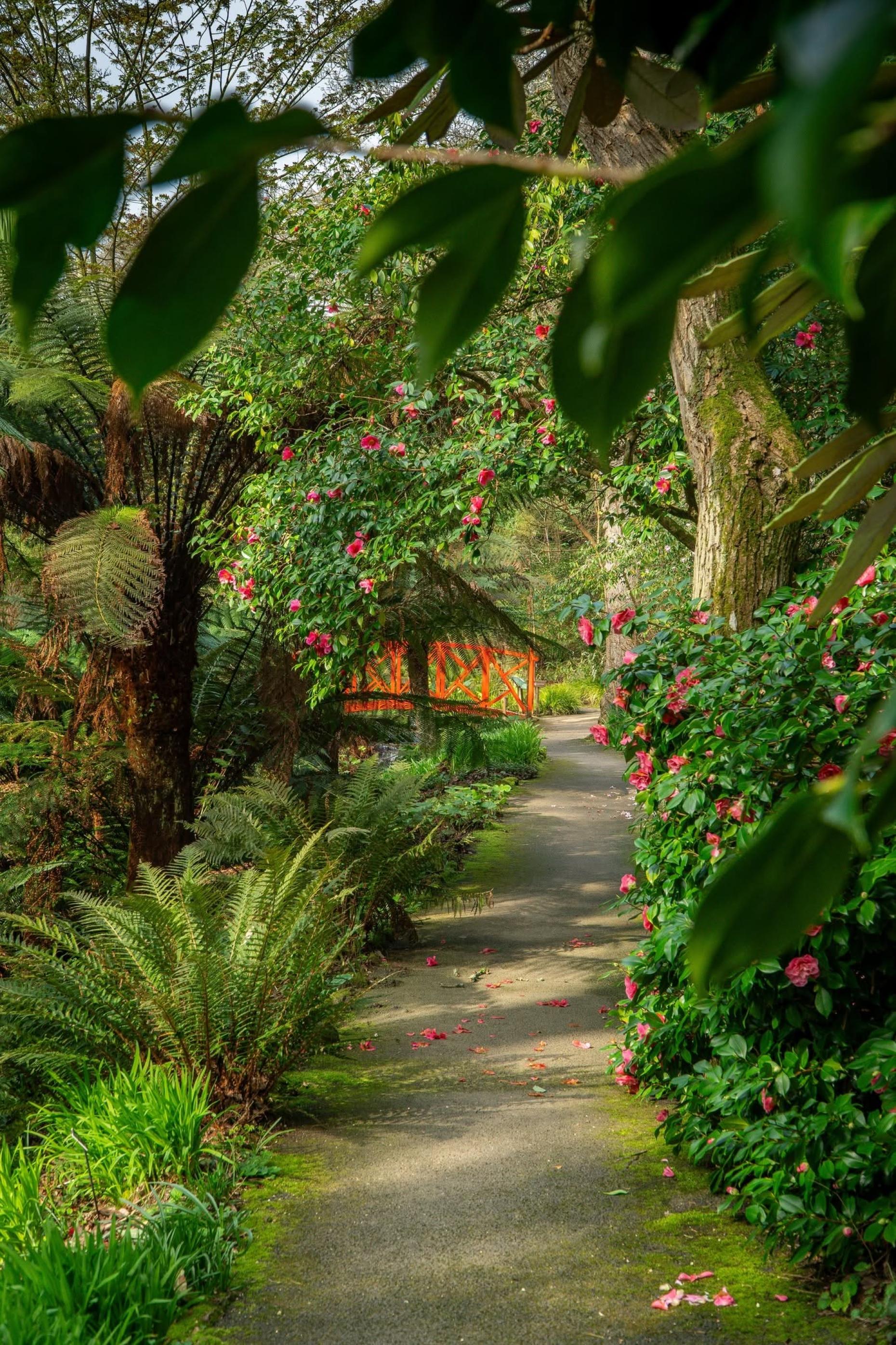 Abbotsbury Subtropical Gardens - Botanical Gardens in Dorset