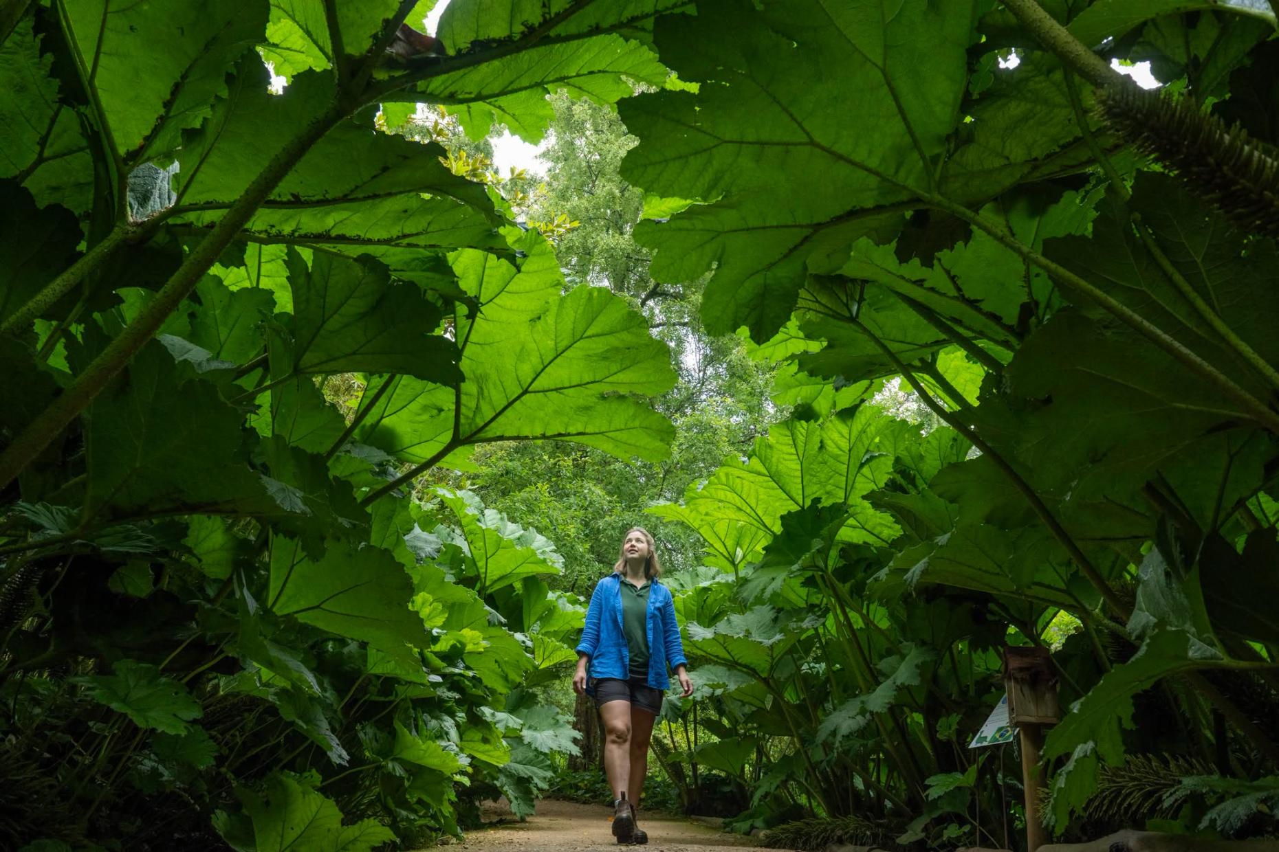 Abbotsbury Subtropical Gardens - Botanical Gardens in Dorset