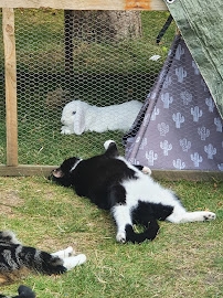 Compare Dog & Cat Kennels in Dorset