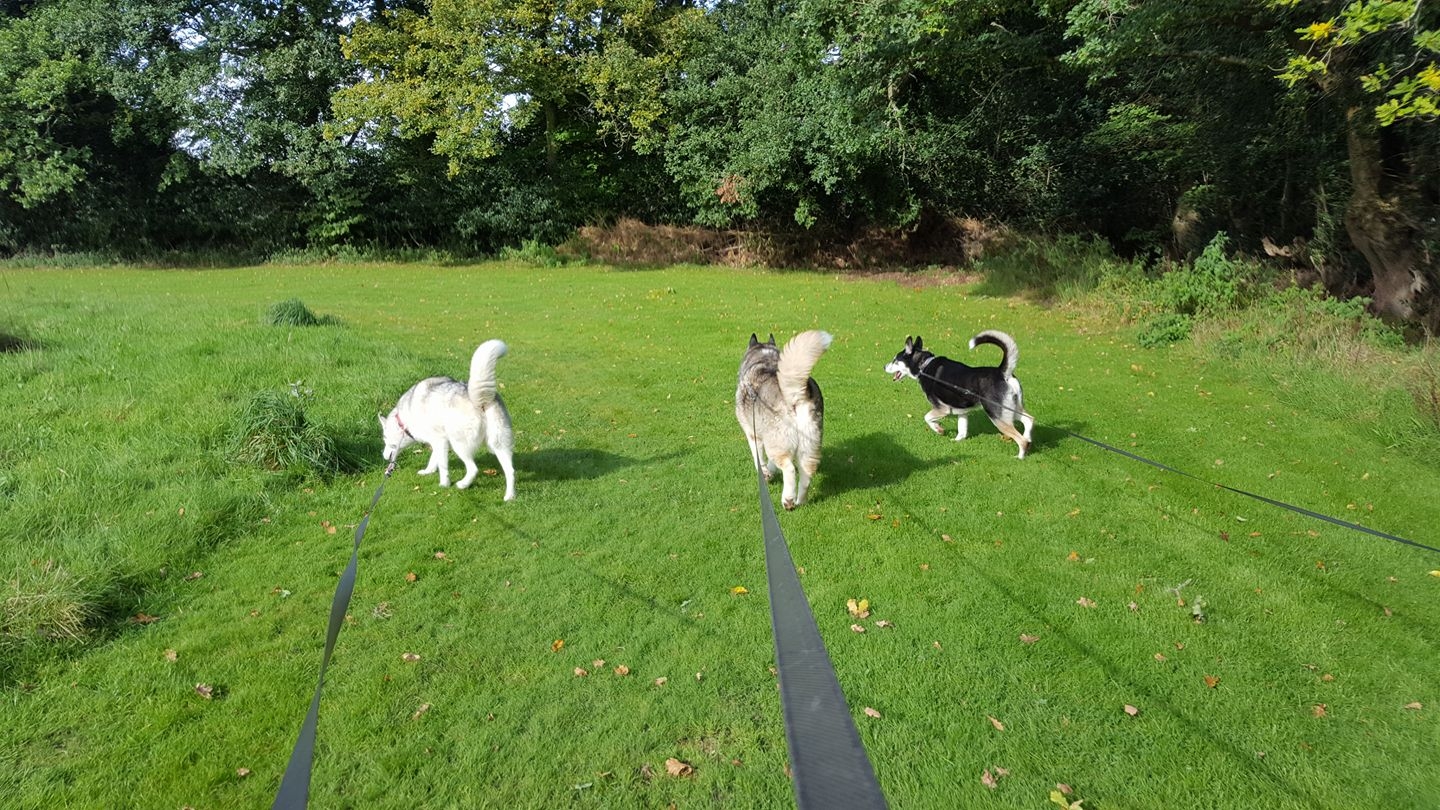 Country Kennels Dorset