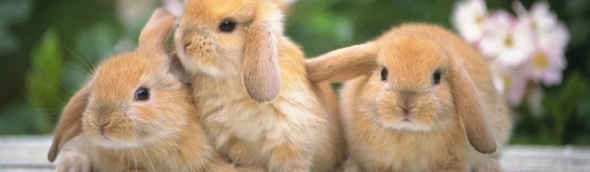 Fiveways Pets - Pet Shop in Bournemouth