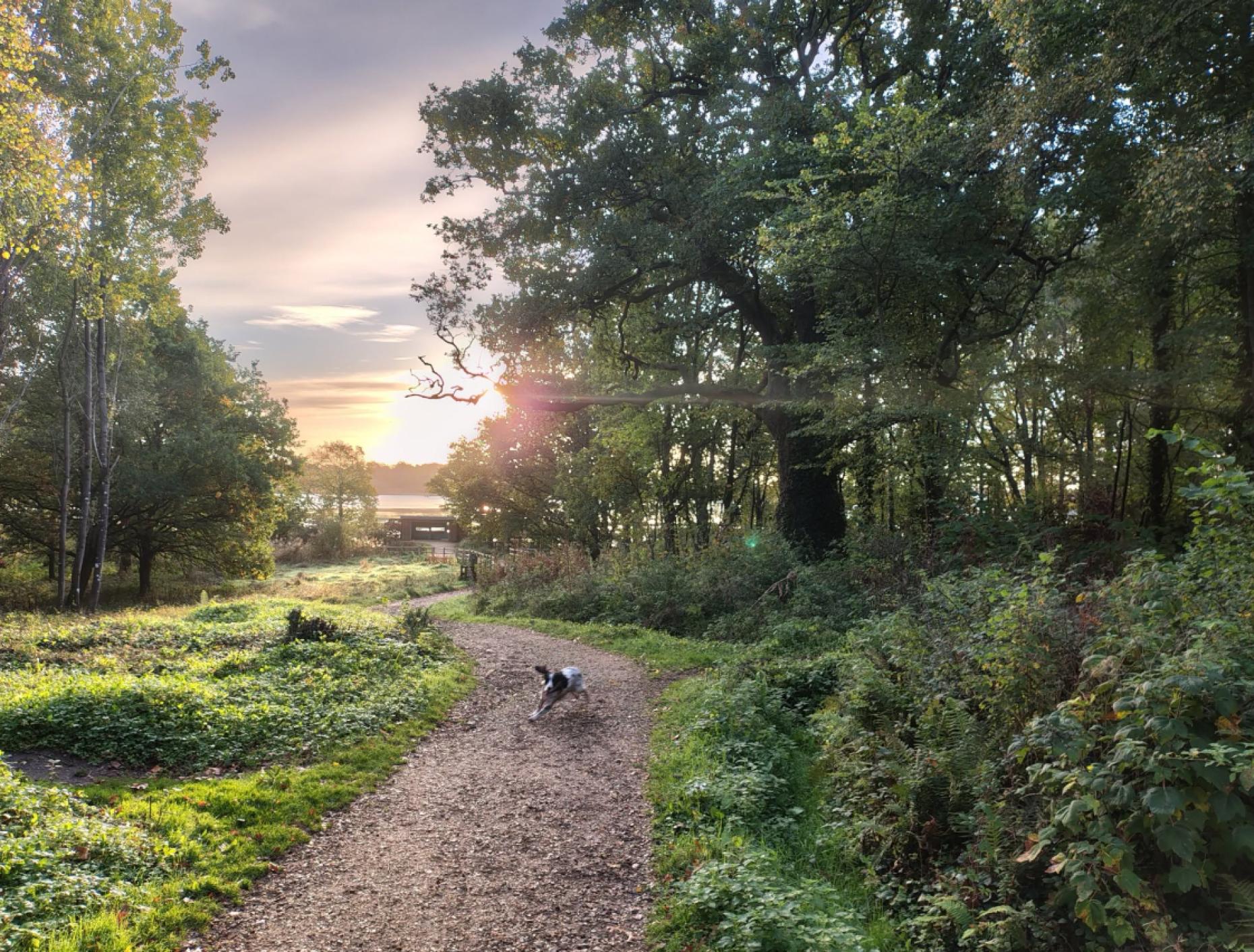 Why Upton Country Park Should Be on Your Dorset Bucket List